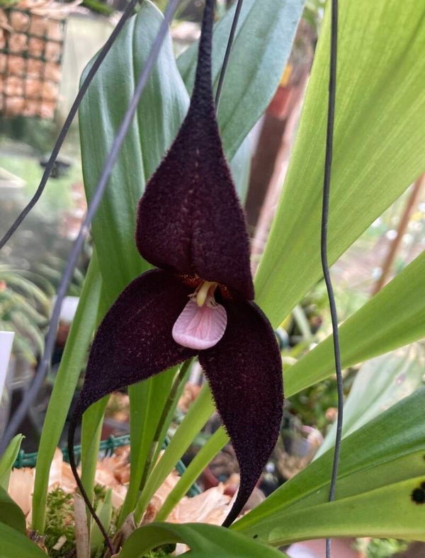 Dracula roezlii