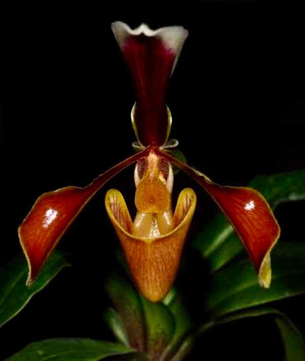 Paphiopedilum Vernixium