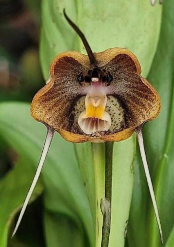 Dracula trigonopetala