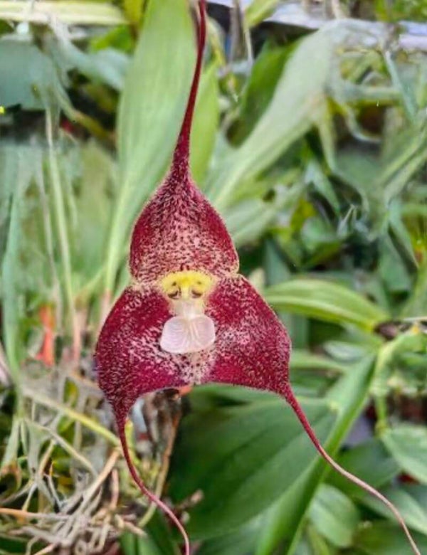 Dracula polyphemus