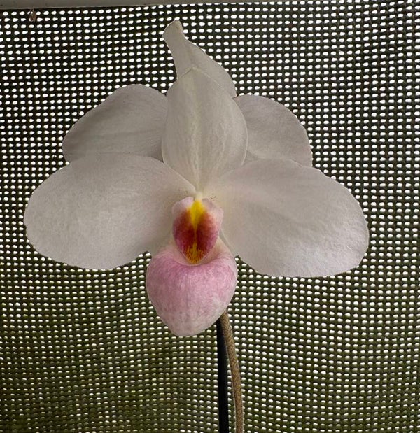 Paphiopedilum Joyce Hasegawa