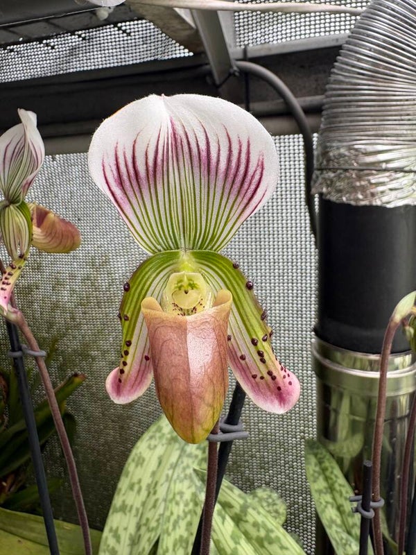 Paphiopedilum callosum