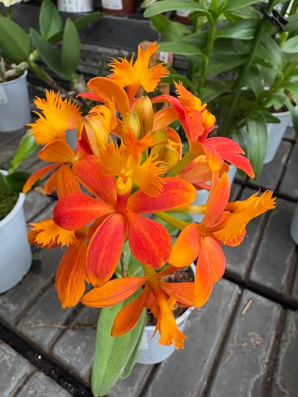 Epidendrum radicans