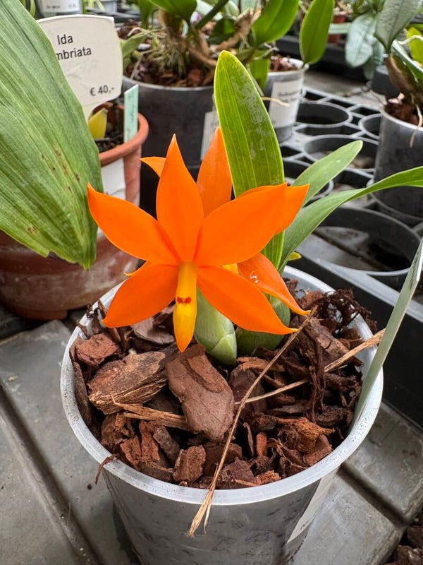 Encyclia vitellina