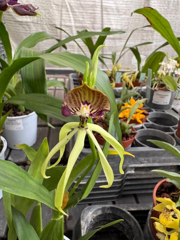 Prosthechea cochleata  (Encyclia cochleata)
