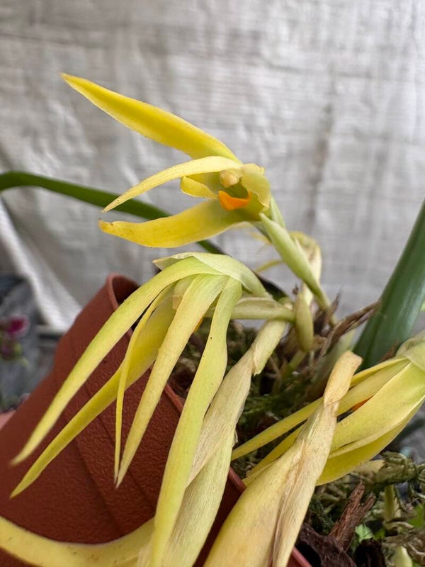 Maxillaria shepheardii