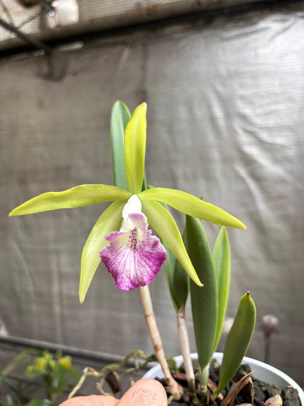 Brassocattleya Nanipuakea