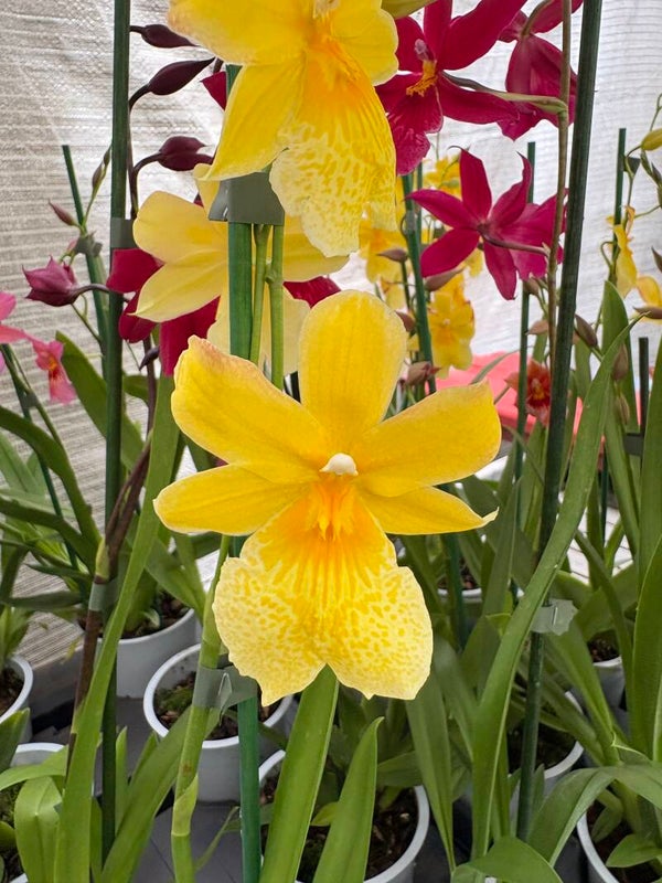 Burrageara Nelly Isler 'Yellow'