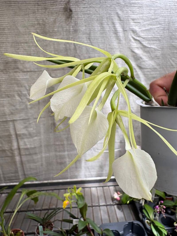 Brassavola nodosa