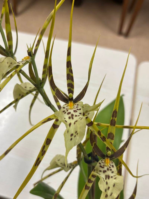 Brassia Ariana Verde