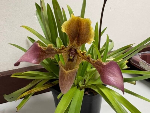 Paphiopedilum hirsutissimum