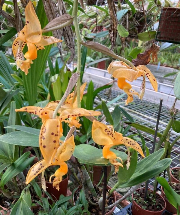 Stanhopea wardii