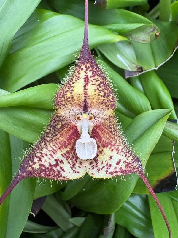 Dracula pubescens