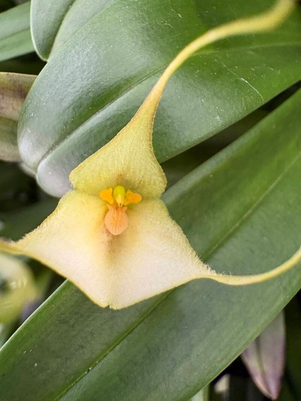 Dracula venosa