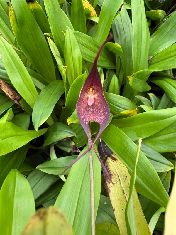 Dracula ortiziana