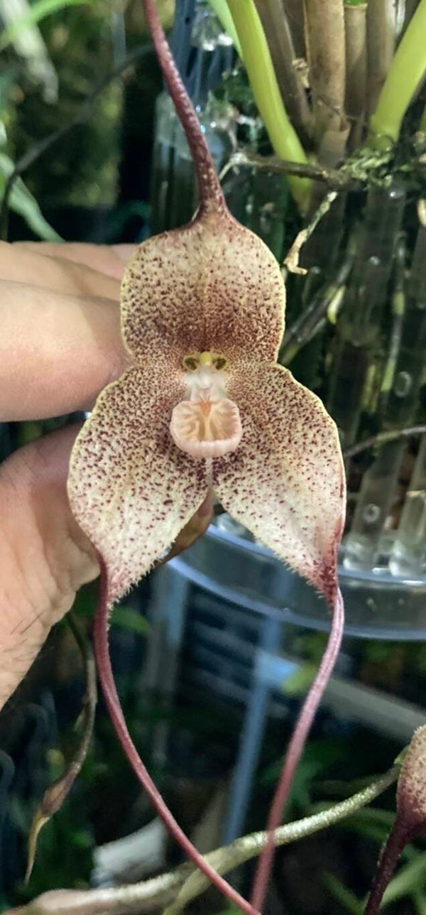 Dracula sibundoyensis