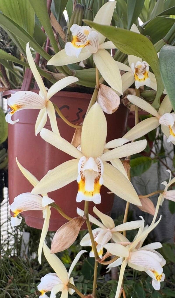 Coelogyne flaccida