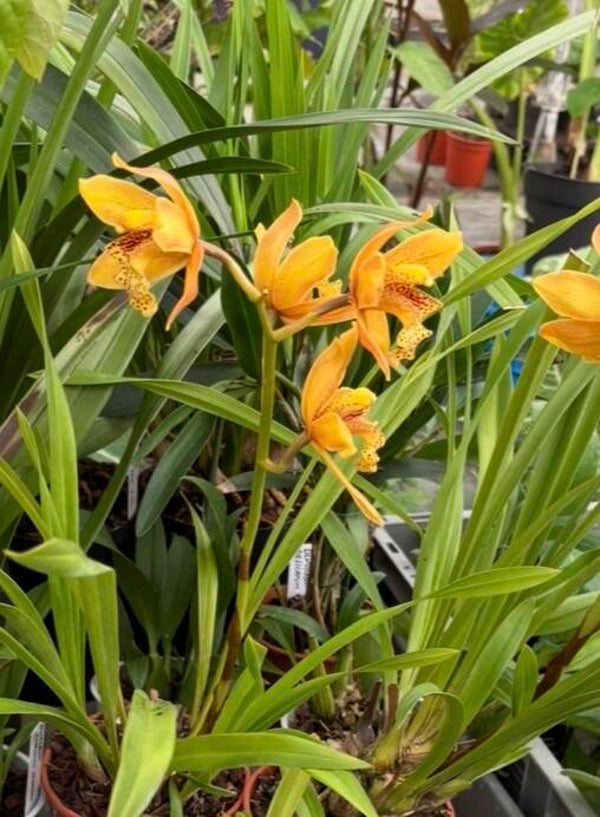 Cymbidium Golden Elf