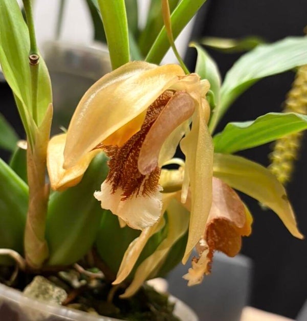 Coelogyne speciosa