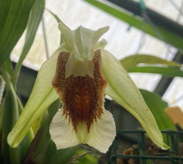 Coelogyne speciosa albicans