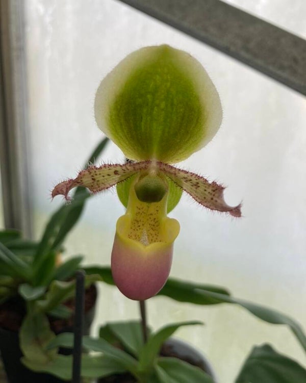 Paphiopedilum primulinum