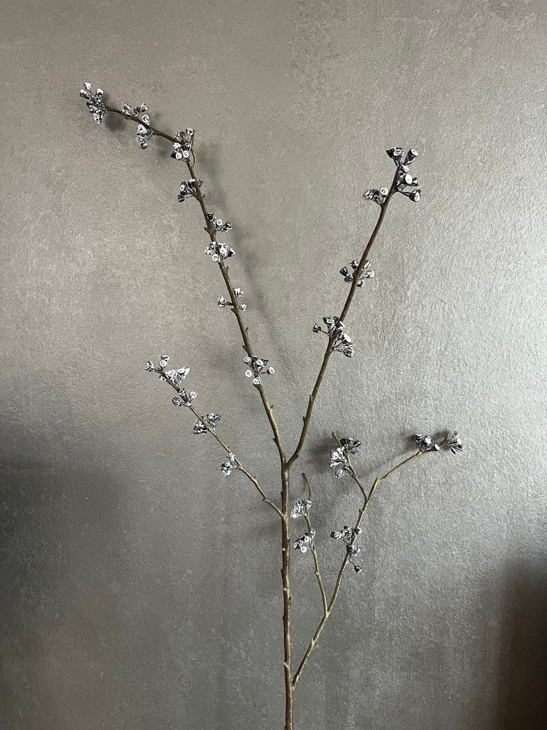 Eucalypthus zaden -130 cm