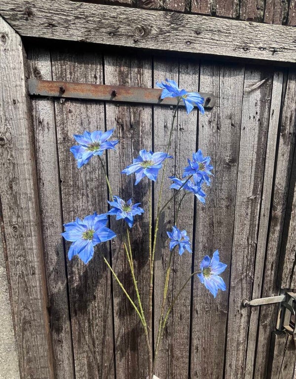 Clematis