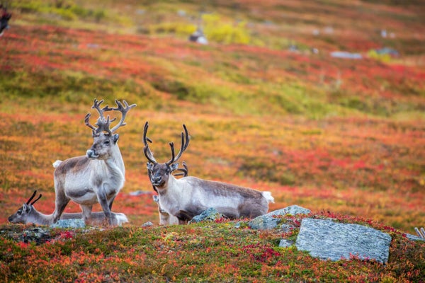 Reindeer picture