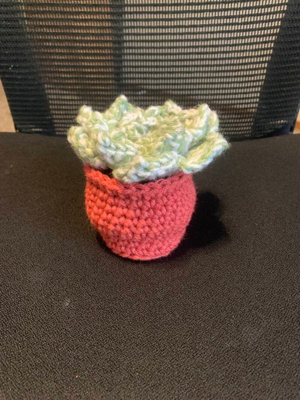 Cactus/Succulents in a pot