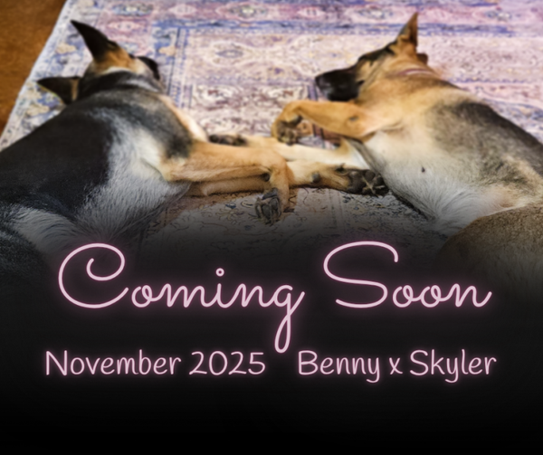 Second Pick from the November2025-Benny x Skyler Litter