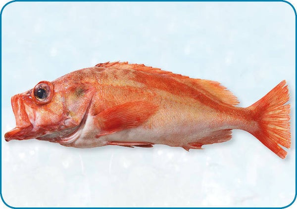 紅鱸魚 Roodbaars 700+ gr p/st | per 1kg | nr.299