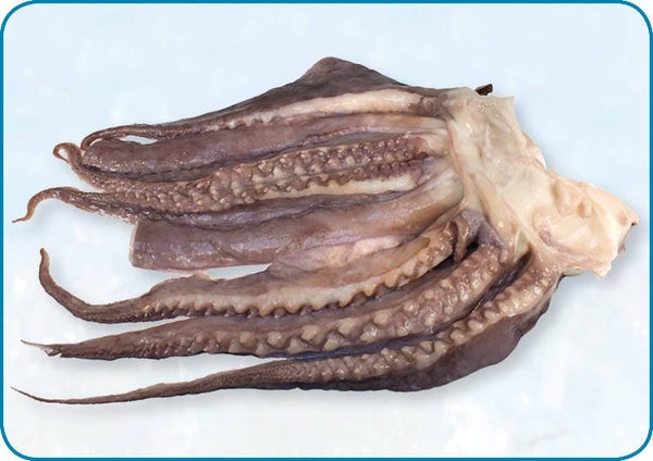 魷魚爪 - Inktvistentakels per 7 kg | nr1259