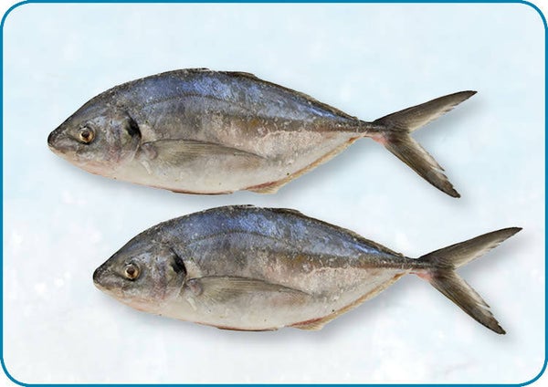 Travally Blue Runner WR 300/700 | 1 x 10kg | Prijs p/kg 3,50 | nr. 1321