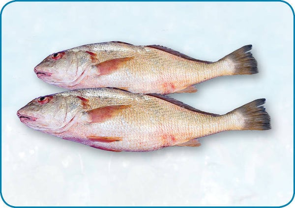 黃花魚 - Croaker | 5kg | nr.1326