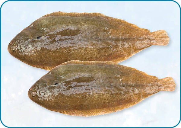 北海龍利魚 | Noordzeetong met vel | 200-250gr | 5 kg verpakking | nr.1373