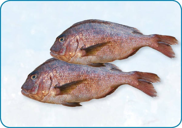 紅鯛魚 Dorade Rose 500/1000 WR | per 6kg | nr.591