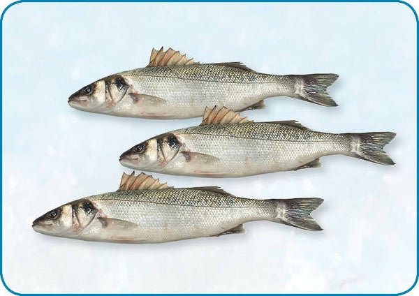 Zeebaars 400/600 gr | 3 kg | 11,50 per kg |  nr. 23