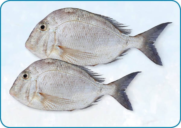 銀鯛魚 - Silver Snapper | 10 kg | nr255