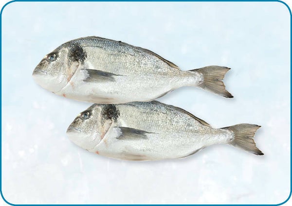 黑𩶘魚 Orata 200/300 | 6kg | nr.1269