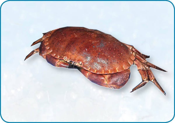 ACTIE 特價 | 法國蟹 | Franse Krab | Per 10kg | nr.318