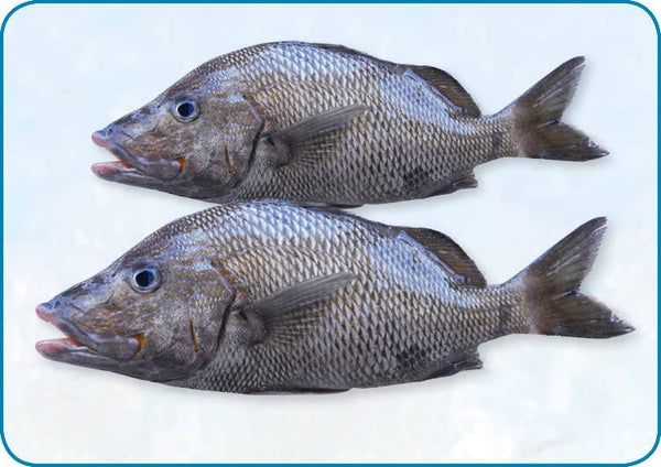 皇帝魚 | Emperor/ 500/100 WR | 10 kg | nr.654