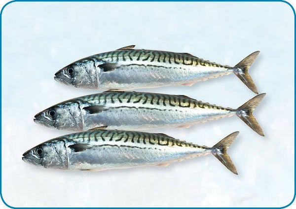 Makreel | per 1kg | ca. 300gr p/st | Prijs p/kg 8,50 | nr.120