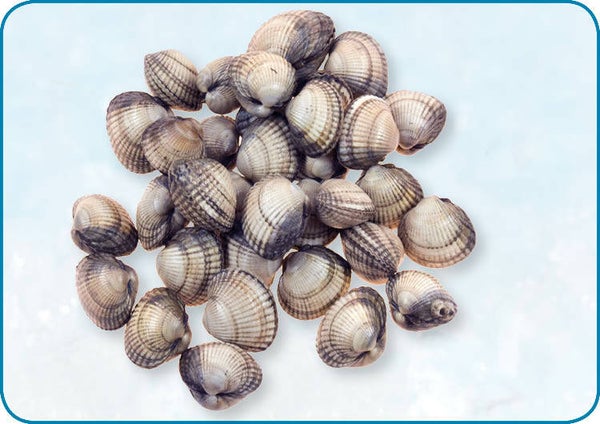 Kokkels | 1 Kg | nr. 542