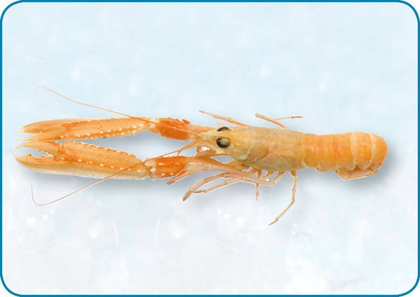 Langoustines 16/20 1 kg | nr. 607