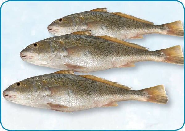 黃花魚 Yellow Croaker | per 10kg | 500-1000 gr | W/R | nr.214