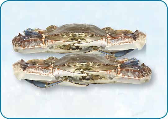 整蟹 Whole Crab | per 8kg | nr.164