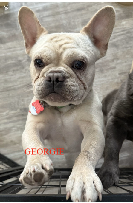 French Bulldog Males Available for Stud | Midwest Frenchtons