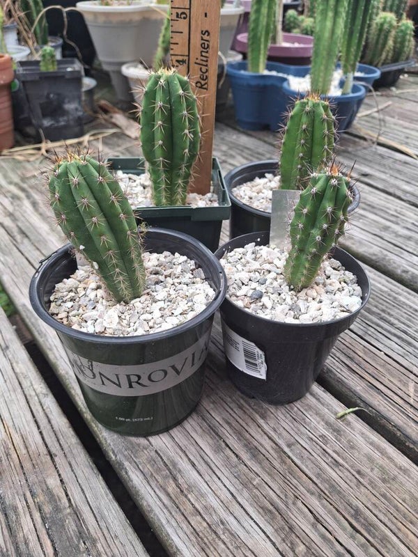 Trichocereus Peruvianus "Icaros DNA"