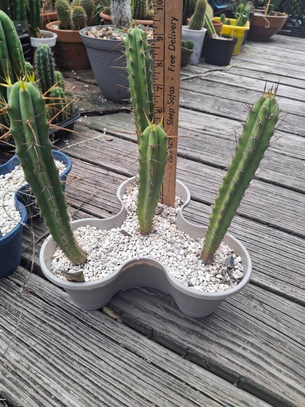 Trichocereus bridgesii seedlings (TBM clone A× Lee) 8-9 inches