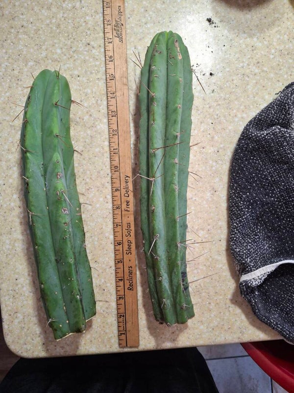 Trichocereus Bridgesii "Misplant Bridge"